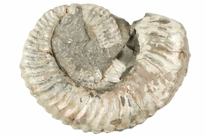 Cretaceous Heteromorph Ammonite - Pierre Shale, South Dakota #196090